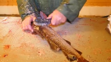 Cod, coalfish. Hızlı ölçekler bir dosyalama masada bir tel fırça ile kaldırılıyor. Güçlü erkek görünümünü Deniz balığı ile çalışma eller. Kaldırılan ölçekler ve masanın üzerinde kan. 