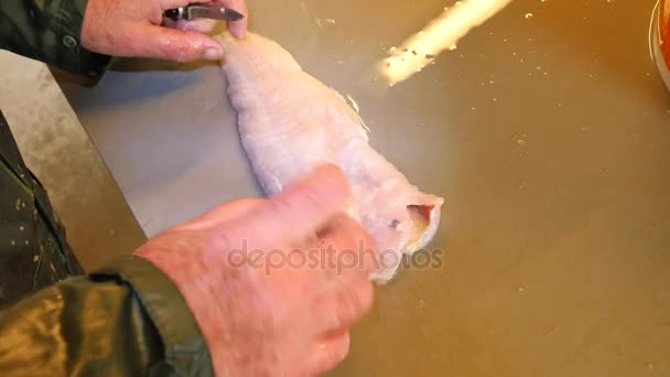 Kontrolle der Qualität des rohen Fischfleisches auf dem Markt mit Fleischerhandarbeit. Lebensmittelindustrie, Fleischverarbeitung. Metzger kontrolliert Parasiten im rohen Fleisch von Wildfisch. — Stockvideo