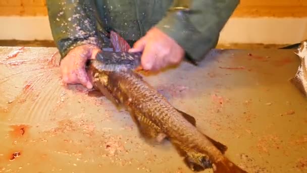 Bacalao, el pez carbón. La eliminación rápida de las escalas con un cepillo de alambre en una tabla de presentación. Vista de fuertes manos masculinas trabajando con peces de mar. Eliminación de escamas y sangre en la mesa . — Vídeo de stock