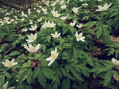 Ahşap anemon çiçeği içinde. Çiçekli anemone nemorosa (windflower veya Lale veya koku fox olarak bilinen) 