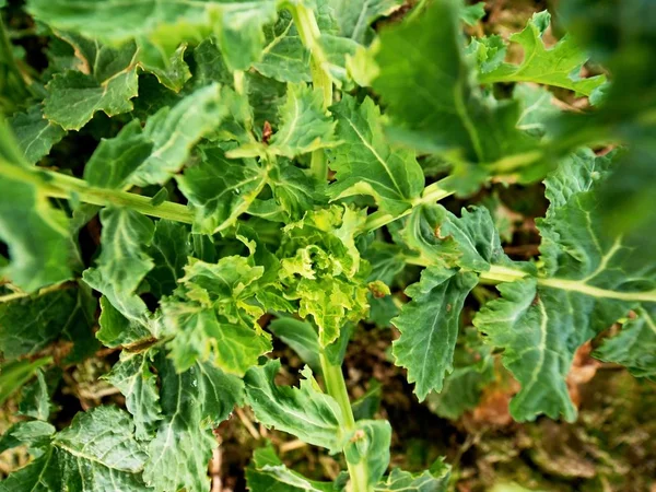 Genç Kolza (Brassica napus), tecavüz, yağlı tohum tecavüz, rapa, rappi veya rapaseed bilinen. Detaylı görünüm alanındaki küçük bitkiler içine. Kalite kontrol çiçek kolza baharda. — Stok fotoğraf