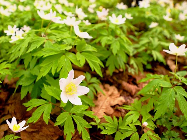 Ahşap anemon çiçeği içinde. Çiçekli anemone nemorosa (windflower veya Lale veya koku fox olarak bilinen) 