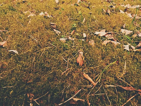 Folhas amarelas velhas caídas em musgos secos. Pequenas plantas secas de musgo, agulhas de pinheiro secas e folhas de carvalho seco . — Fotografia de Stock
