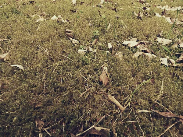 Forest carpet. Old leaves on dry moss in forest. Dry dusty moss, dry pine needles — Stock Photo, Image