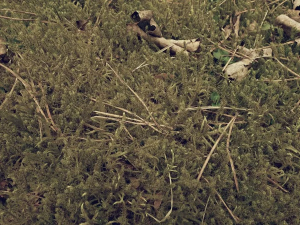Lesní koberec. Staré listy na suchý mech v lese. Suché prašné mechu, suché jehličí — Stock fotografie