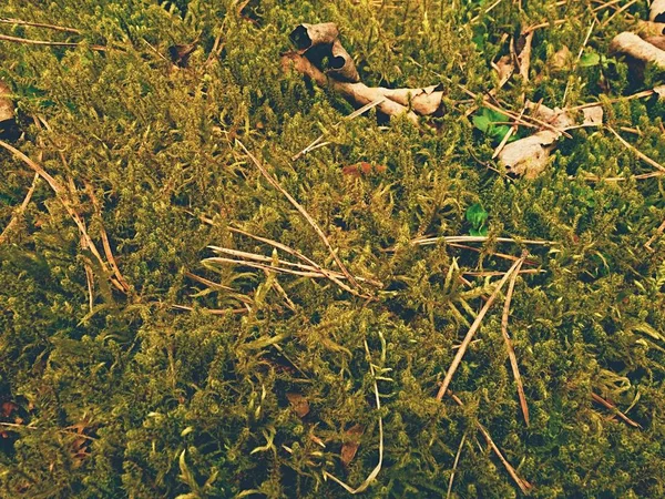 Folhas amarelas velhas caídas em musgos secos. Pequenas plantas secas de musgo, agulhas de pinheiro secas e folhas de carvalho seco . — Fotografia de Stock