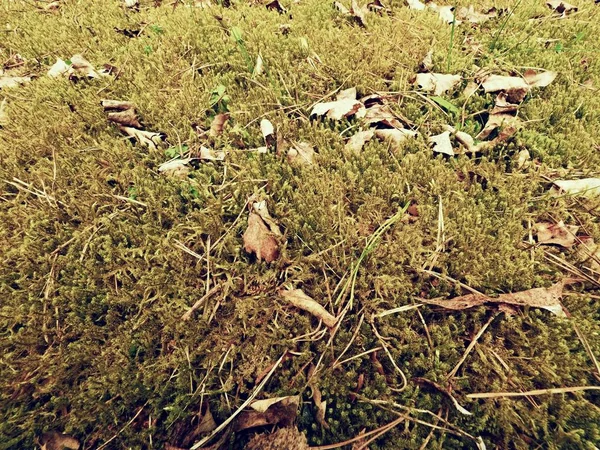Alfombra forestal. Hojas viejas sobre musgo seco en el bosque. Musgo seco y polvoriento, agujas de pino secas —  Fotos de Stock