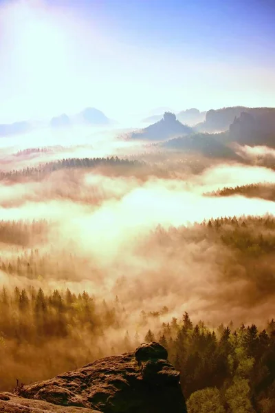 Paesaggio forestale nebbioso da sogno. Cime maestose di alberi secolari tagliano nebbia illuminante. Valle profonda è piena di nebbia colorata — Foto Stock