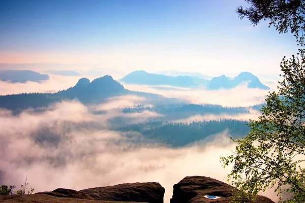 Fantastic daybreak after rainy night. View through trees to deep misty valley within daybreak. Foggy and misty morning on the sandstone view point in national park Saxony Switzerland in Germany. — Stock Photo, Image