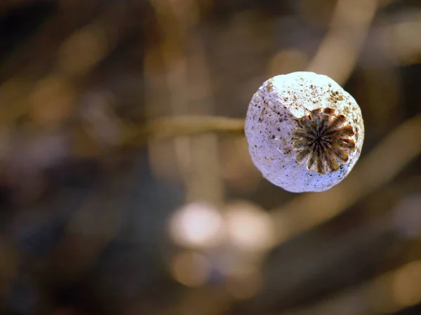 Detalle de la cabeza de amapola cultivada en el campo, luz de la noche — Foto de Stock