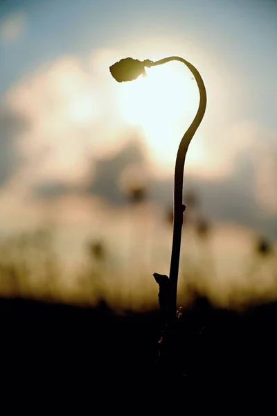 Gebogen stengel van papaverzaad. Avond veld van papaver hoofden. Droge bloemen wachten op de oogst — Stockfoto