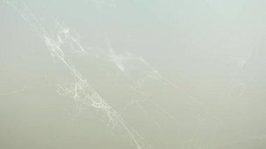 Geri kalanı örümcek ağı gerçekten güçlü rüzgar, aşırı görünümü kapat. Makroda bir örümcek Web görünümü, odak dışı arka plan bulanık kapat.