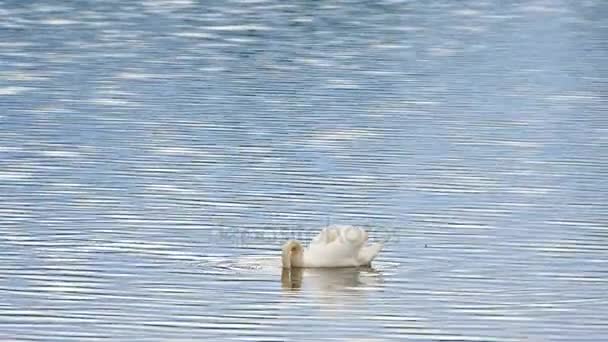 Swan nager sur le niveau d'eau lisse avec des reflets du soleil et des étincelles — Video