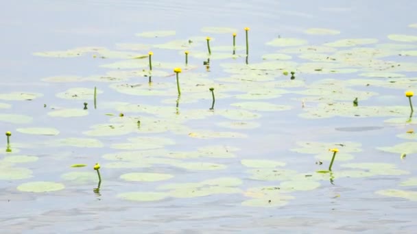 Wetland lake with big leaves and yellow flowering water lilies. The aquatic swamp plants covering and floating on smooth wavy water.  Gentle wind is swinging with flower stalks. — Stock Video