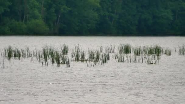 Lejanos mechones de cañas verdes en reserva de aves. Plantas balanceándose y agitándose en el viento. Lago con poca profundidad, reflejo en el agua — Vídeo de stock