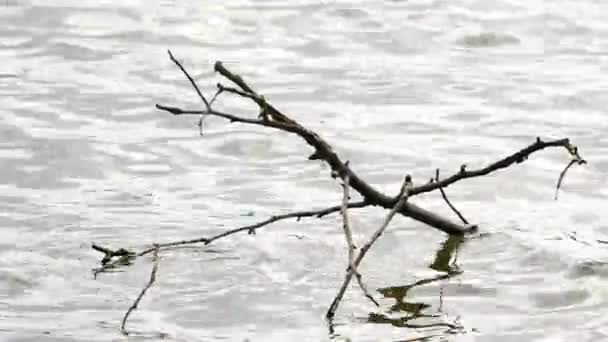 Alder tak is swingend in kleine golven op de waterstand. De golven in het oppervlak van het meer. Zachte wind waait en maakt kleine golven. — Stockvideo