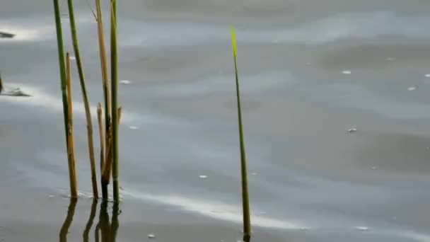 Cañas verdes frescas balanceándose y agitándose en el viento. orilla del lago con poca profundidad, reflejo en el agua — Vídeo de stock