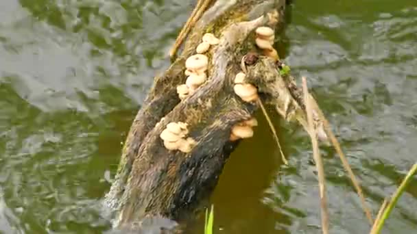 A clump of small wood-burning mushrooms in brown color grow on broken trunk in water. Tree is swinging in small waves on the pond level.  Gentle wind blowing and makes small waves. — Stock Video