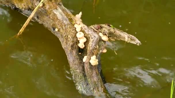Ein Klumpen kleiner holzverbrennender Pilze in brauner Farbe wächst auf gebrochenem Stamm im Wasser. Baum schwingt in kleinen Wellen auf Teichebene. Leichter Wind bläst und macht kleine Wellen. — Stockvideo