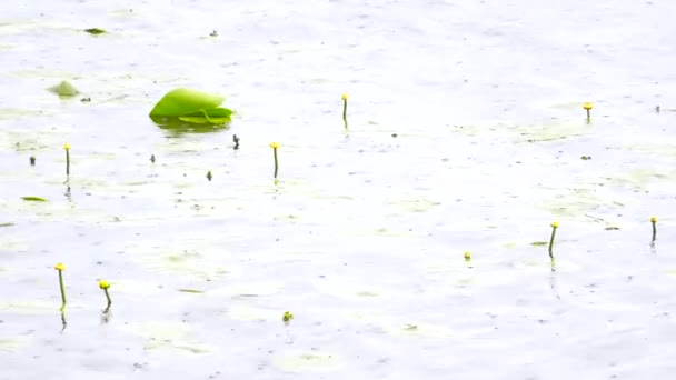 Lago de humedales con hojas grandes y lirios de agua de floración amarilla. Las plantas del pantano acuático que cubren y flotan en el agua ondulada suave. Viento suave se balancea con tallos de flores . — Vídeo de stock