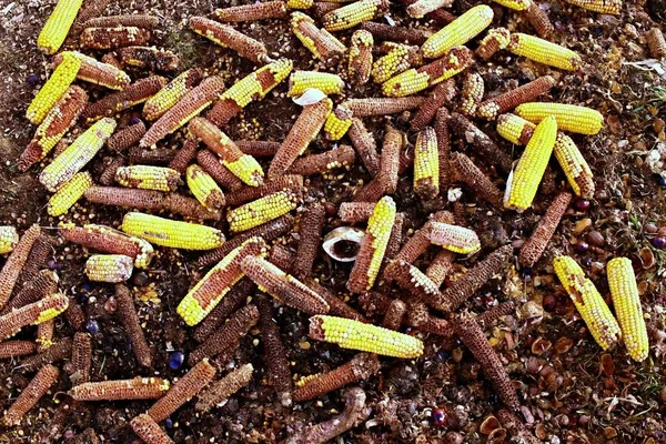 ᐈ Rastrojo en ingles fotos de stock, imágenes rastrojo | descargar en