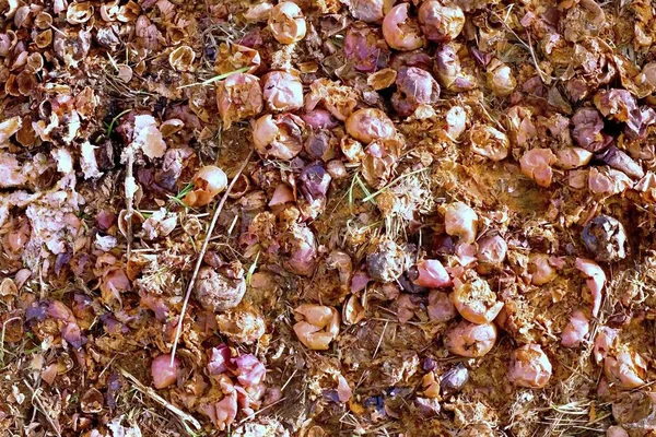 Manzanas podridas preparadas como pienso para animales de granja — Foto de Stock