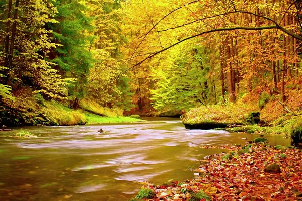 Herfst berg rivier. Wazig waves,, verse groene mossy stenen en rotsen op de rivier bank bedekt met kleurrijke bladeren van oude bomen — Stockfoto