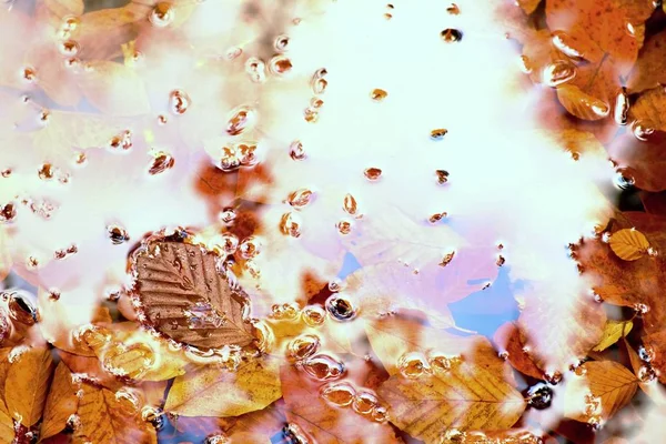 Fallna bok leves och stenar i vatten berg flod, första färgglada blad bälg spegel vattennivå — Stockfoto