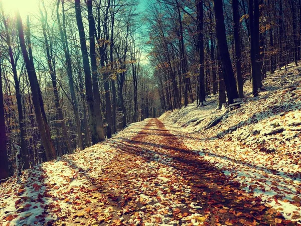 山毛榉树早冬林间小路的雪。新鲜的粉雪 — 图库照片