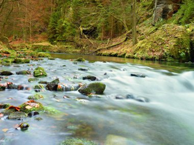 Doğa düşmek. Renkler sonbahar dağ nehir. Yaprakları, kıvrık ağaçlar ile renkli çakıl