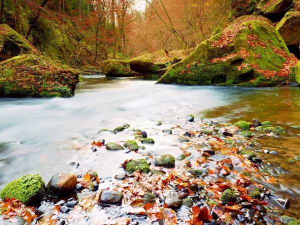 Caduta nella natura. Colori di autunno fiume di montagna. Ghiaia colorata con foglie, alberi piegati — Foto Stock