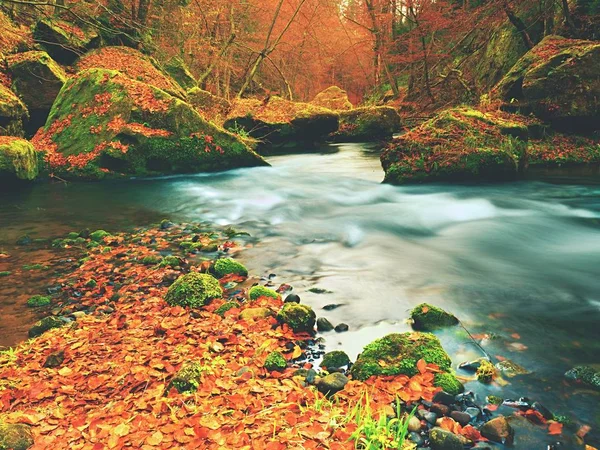 Caer en la naturaleza. Colores de otoño río de montaña. Grava colorida con hojas, árboles doblados — Foto de Stock