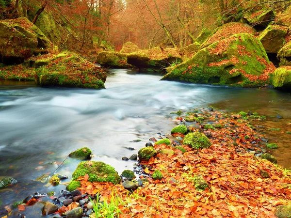 Stony bank of autumn mountain river covered by orange beech leaves. Fresh colorful leaves — Stock Photo, Image