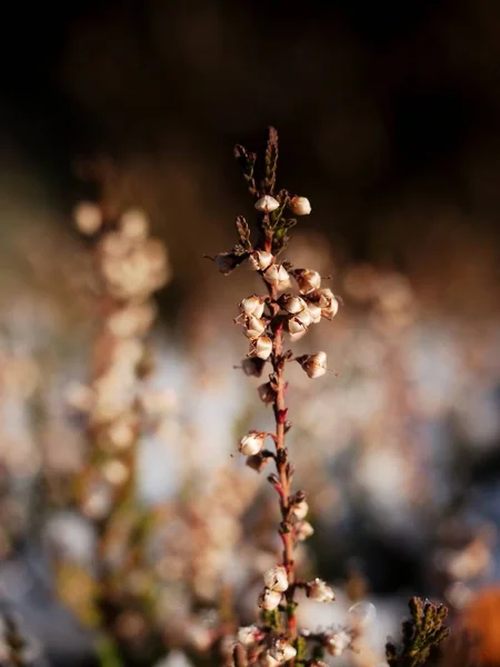 First snow in blooming  heather bush on cliff in rocky park. Detail of twigs. — Stock Photo, Image