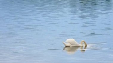 Görkemli yetişkin kuğu yüzmek güneş yansımaları ve parıldıyor ile yumuşak su seviyesi üzerinde 