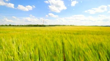 Yeşil yulaf ot arpa alanında yaz aylarında artan. Mısır bitkileri Haziran ortasında olgunlaşma alanında. 