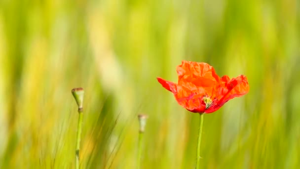 Sisi rinci melihat bunga poppy merah dengan ladang gandum hijau segar di latar belakang. Bunga poppy merah di padang liar dengan gandum hijau . — Stok Video