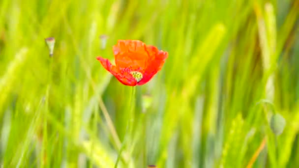 Vista lateral de detalle de la flor de amapola roja con campo de trigo verde fresco sobre un fondo. Flores de amapola roja en el campo salvaje con trigo verde . — Vídeos de Stock