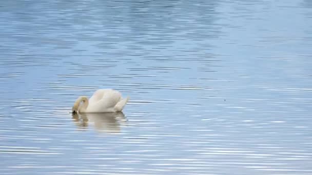 Величний дорослий лебідь плаває на рівні гладкої води з сонячними відбиттями і блискітками — стокове відео