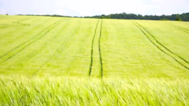 Genç sarı yeşil arpa alan çekilir traktör parça. Olgunlaşma mısır bitkileri rüzgarda üfleme vardır. Farklı alan derinliği ile üç yorum. — Stok video