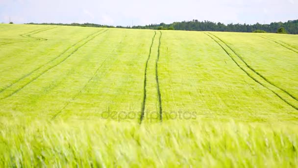 Urme de tractor trasate în câmp de orz galben verde tânăr. Plantele de porumb coapte suflă în vânt. Trei versiuni cu adâncimea diferită a câmpului . — Videoclip de stoc