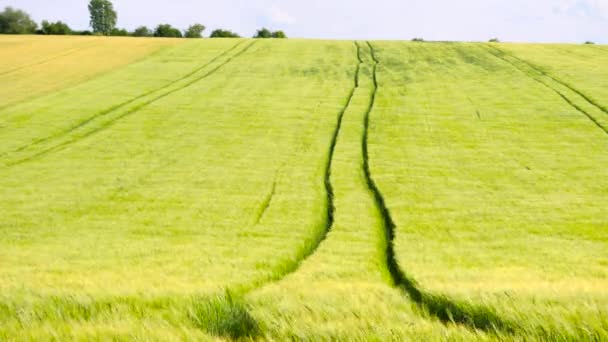 Следы трактора на молодом желтом зеленом ячменном поле. Спелые кукурузные растения дуют на ветру. Три варианта с различной глубиной резкости . — стоковое видео