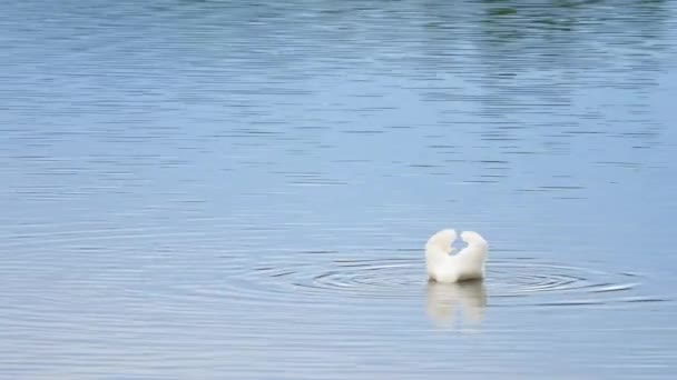 Majestueuze volwassen zwaan zwemmen op gladde water niveau met reflecties van de zon en sparkles — Stockvideo