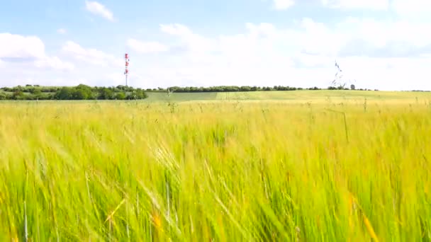 Green oat grass growing in the barley field in summertime. Field of ripening corn plants at middle of June. — Stock Video