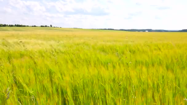 Jeune orge jaune verte soufflant dans le vent. Champ de plants de maïs à maturité à la mi-juin . — Video