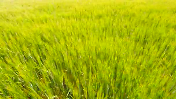 Jeune orge jaune verte soufflant dans le vent. Champ de plants de maïs à maturité à la mi-juin . — Video