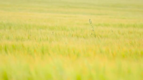 Grünes Hafergras wächst im Sommer auf dem Gerstenfeld. Feld reifender Maispflanzen Mitte Juni. — Stockvideo