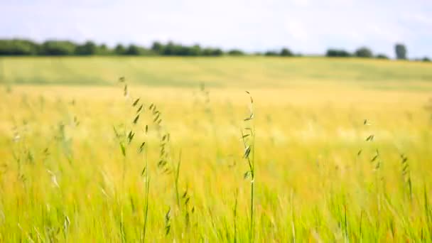 Grünes Hafergras wächst im Sommer auf dem Gerstenfeld. Feld reifender Maispflanzen Mitte Juni. — Stockvideo