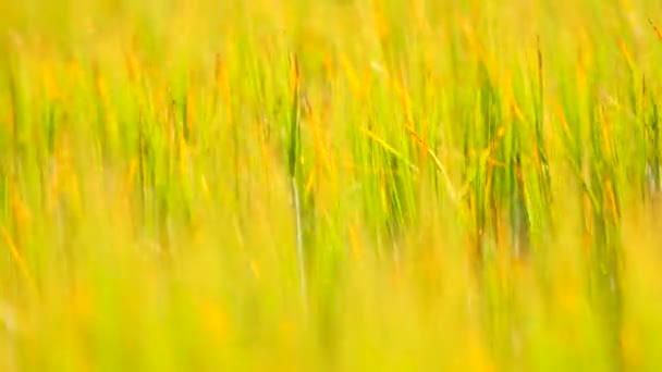 Młody żółty zielony jęczmienia wiejący wiatr. Dziedzinie dojrzewania roślin kukurydzy w połowie czerwca. — Wideo stockowe