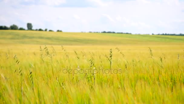 Herbe d'avoine verte poussant dans le champ d'orge en été. Champ de plants de maïs à maturité à la mi-juin . — Video